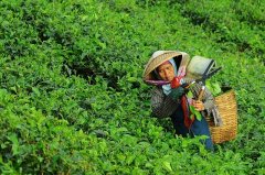 大田作物四情監(jiān)測系統(tǒng)，讓茶園種植搭上“科技快車”