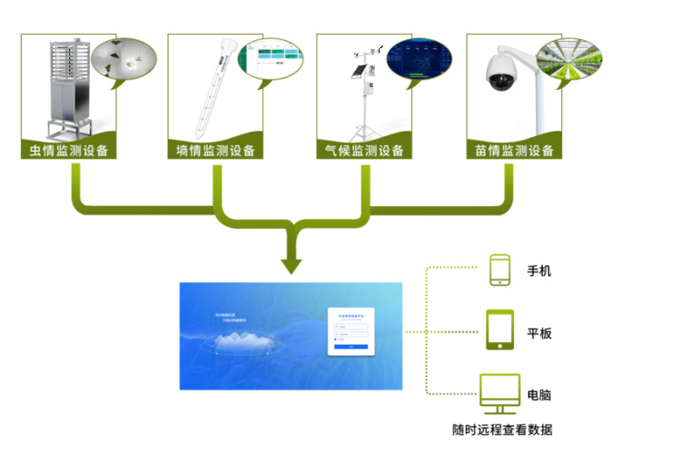 在番石榴的種植中，農業四情監測系統有何作用？